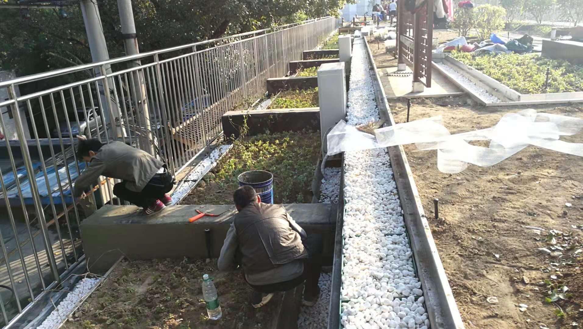 绿化苗木
